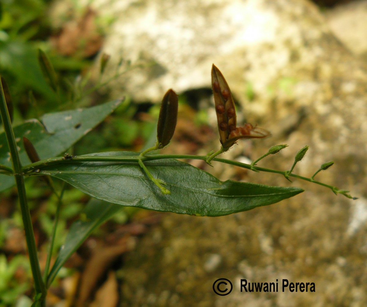 Andrographis paniculata (Burm.f.) Nees